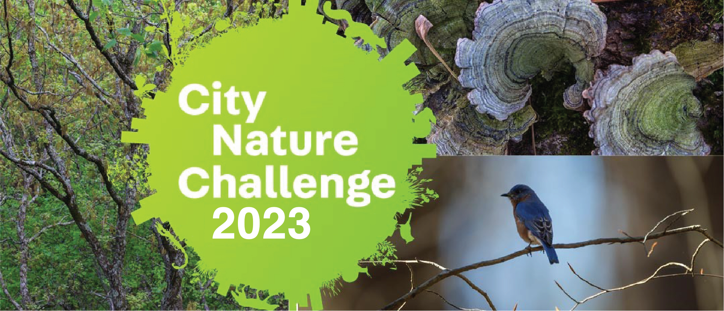 City Nature Challenge 2023