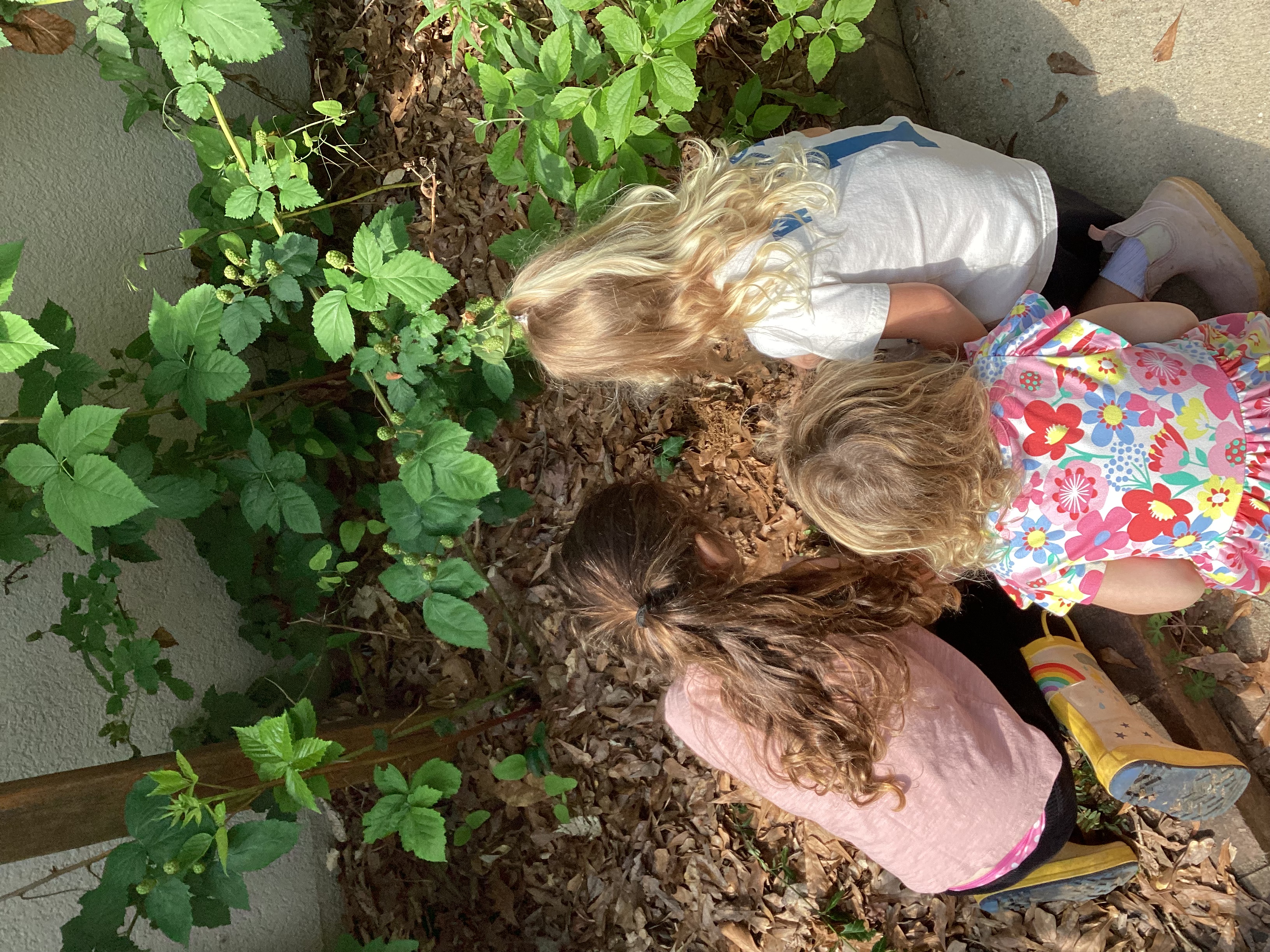 Frazer’s Little Citizen Scientists!