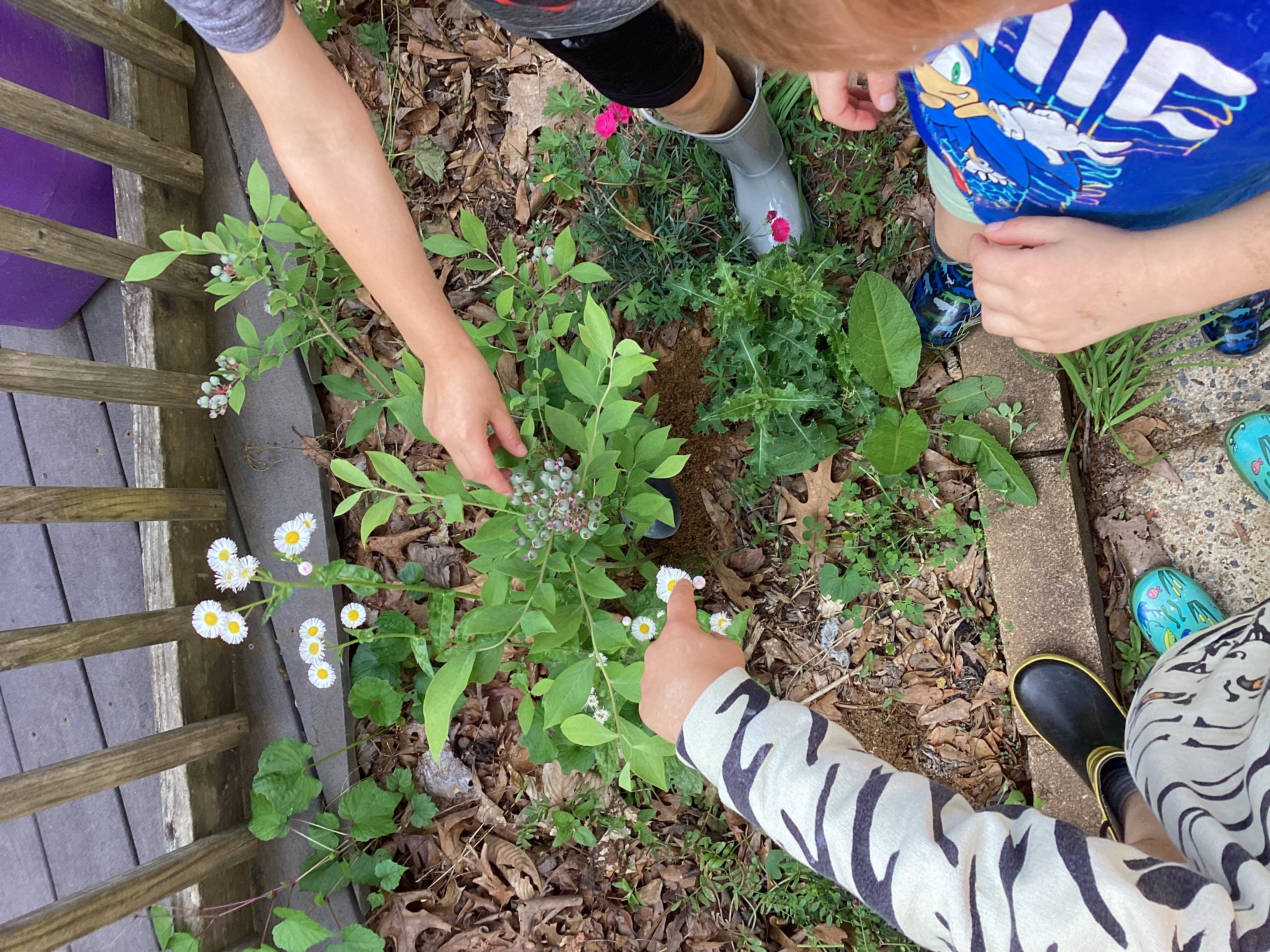 Frazer’s Little Citizen Scientists!