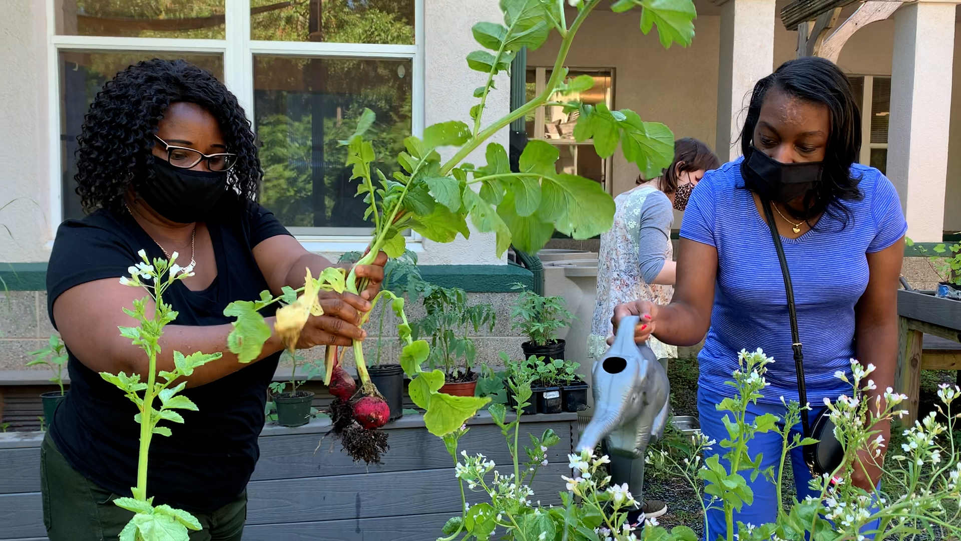 DSP June and participants growing veggies in our courtyard garden